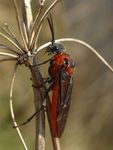 Dolerus triplicatus